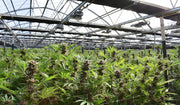 A cannabis plantation