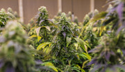 A field of cannabis plants