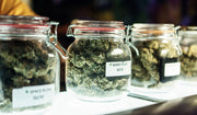 Glass jars filled with cannabis buds