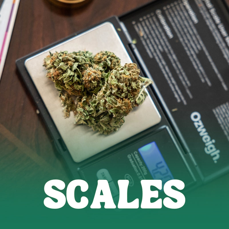 Cannabis buds weighed on a digital scale