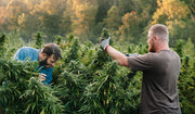 Two men cultivating cannabis plants