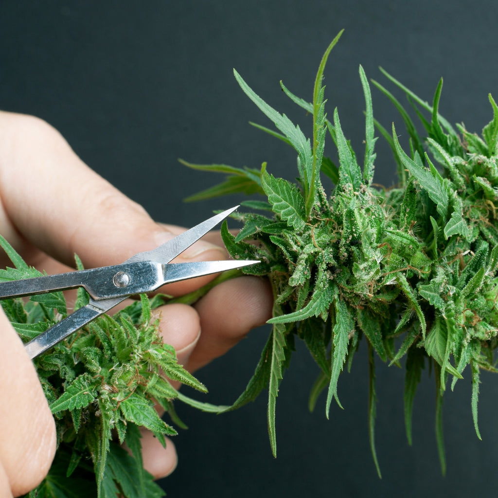 How To Grind Weed Without A Grinder
