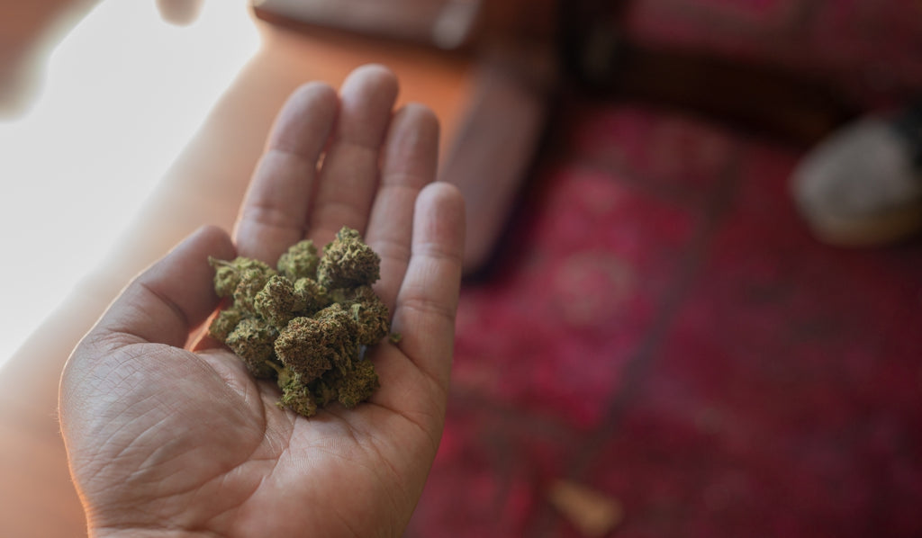 A hand holding cannabis buds