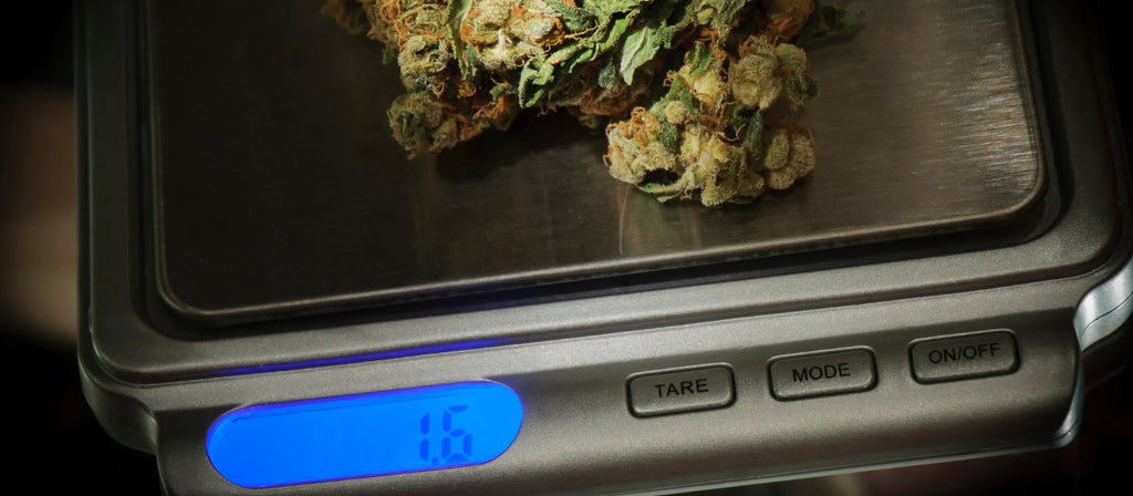 Cannabis buds on a digital scale