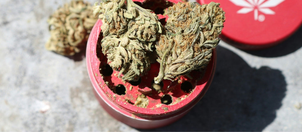 Cannabis buds on top of a weed grinder