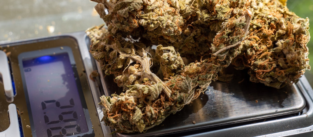 Marijuana buds on a digital scale