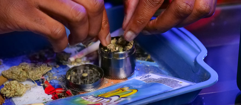 Placing cannabis into a herb grinder