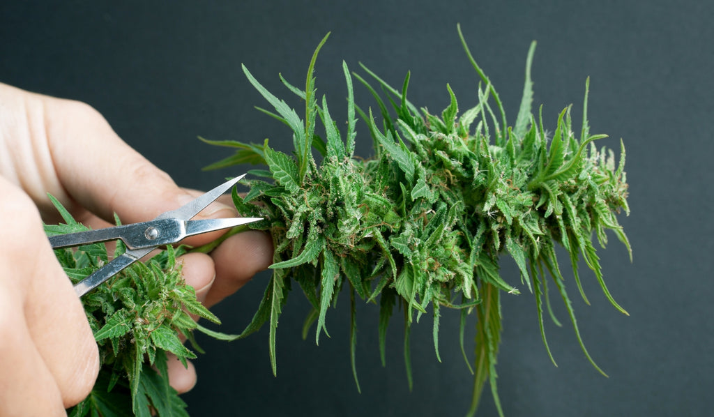 Scissors chopping marijuana plant