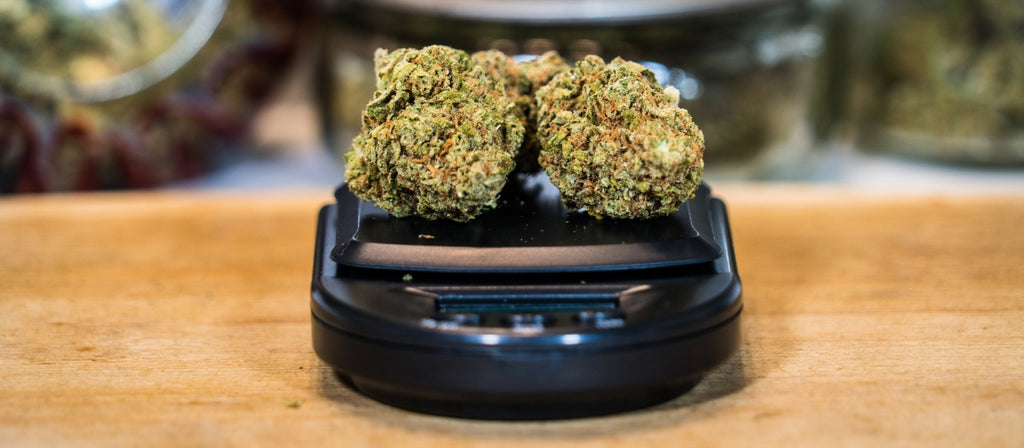 Two buds of cannabis on a digital scale