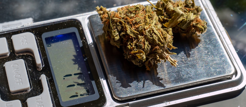 Two cannabis buds on a digital scale
